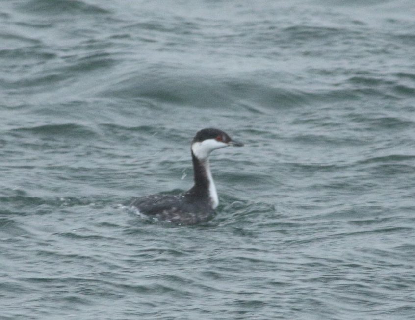 Slavonian Grebe, Island Barn Reservoir (D Harris).