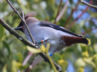 Waxwing, Ashtead (S Ferguson).