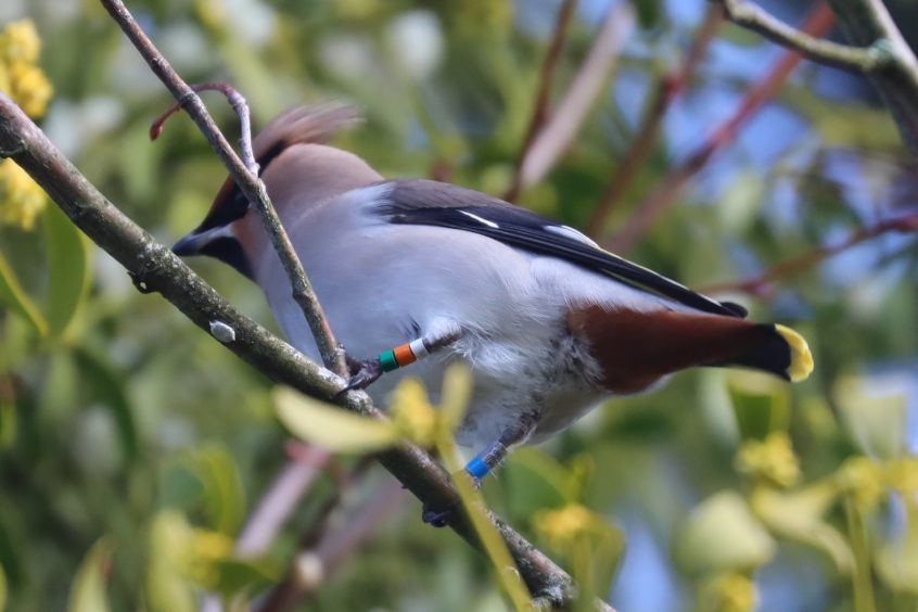 Waxwing, Ashtead (S Ferguson).
