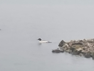 Goosander, London Wetland Centre (C Moore).