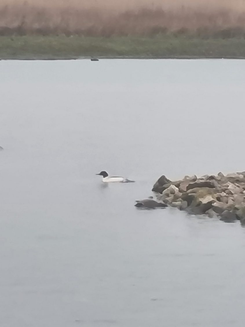 Goosander, London Wetland Centre (C Moore).