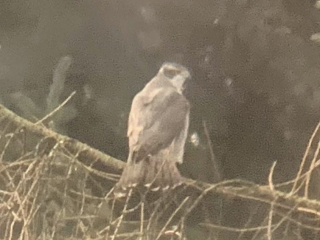 Goshawk, Effingham Forest (J Pettit).
