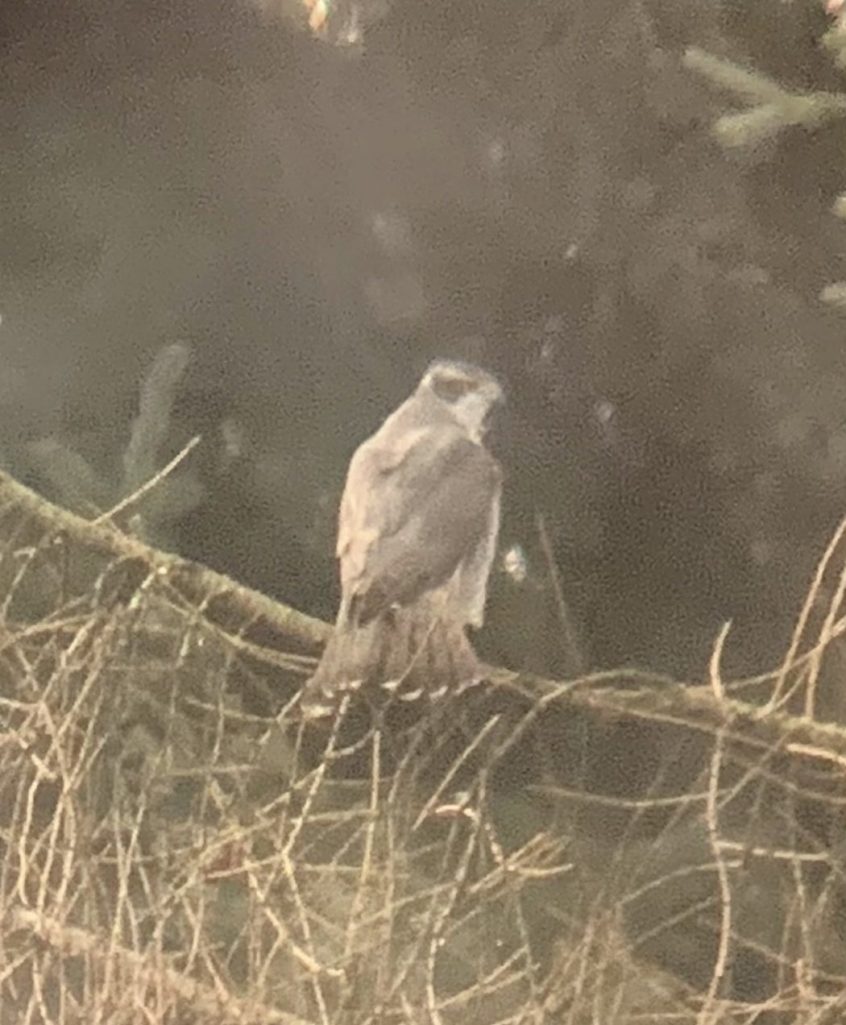 Goshawk, Effingham Forest (J Pettit).