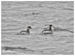 Black-necked Grebes, Tice's Meadow (J Hunt).