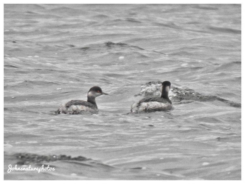 Black-necked Grebes, Tice&#039;s Meadow (J Hunt).