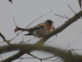 Brambling, Effingham Forest (M Fincham).