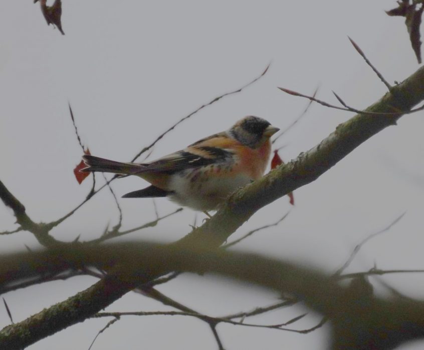 Brambling, Effingham Forest (M Fincham).