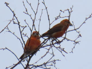 Crossbills, Crooksbury Common (G Sharples).