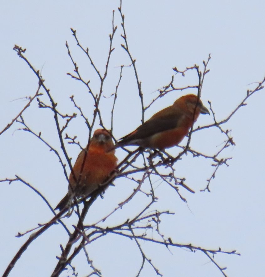 Crossbills, Crooksbury Common (G Sharples).