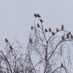 Waxwings, Redhill (G Hay).