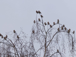 Waxwings, Redhill (G Hay).