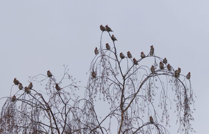 Waxwings, Redhill (G Hay).