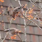 Waxwings, Redhill (G Hay).