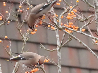 Waxwings, Redhill (G Hay).