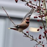 Waxwing, Redhill (G Hay).