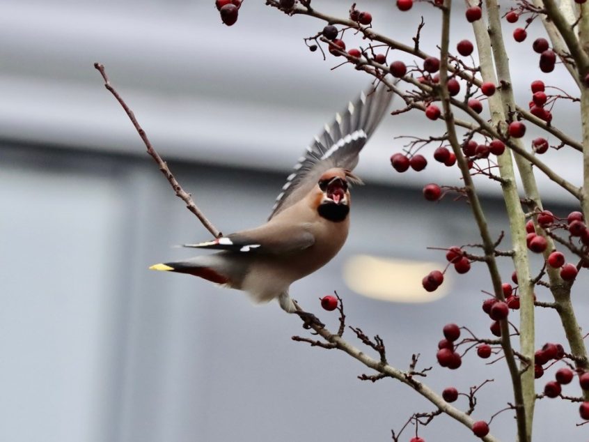 Waxwing, Redhill (G Hay).