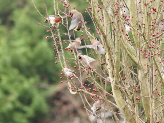 Waxwings, Redhill (G Hay).