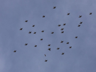 Waxwings, Redhill (G Hay).