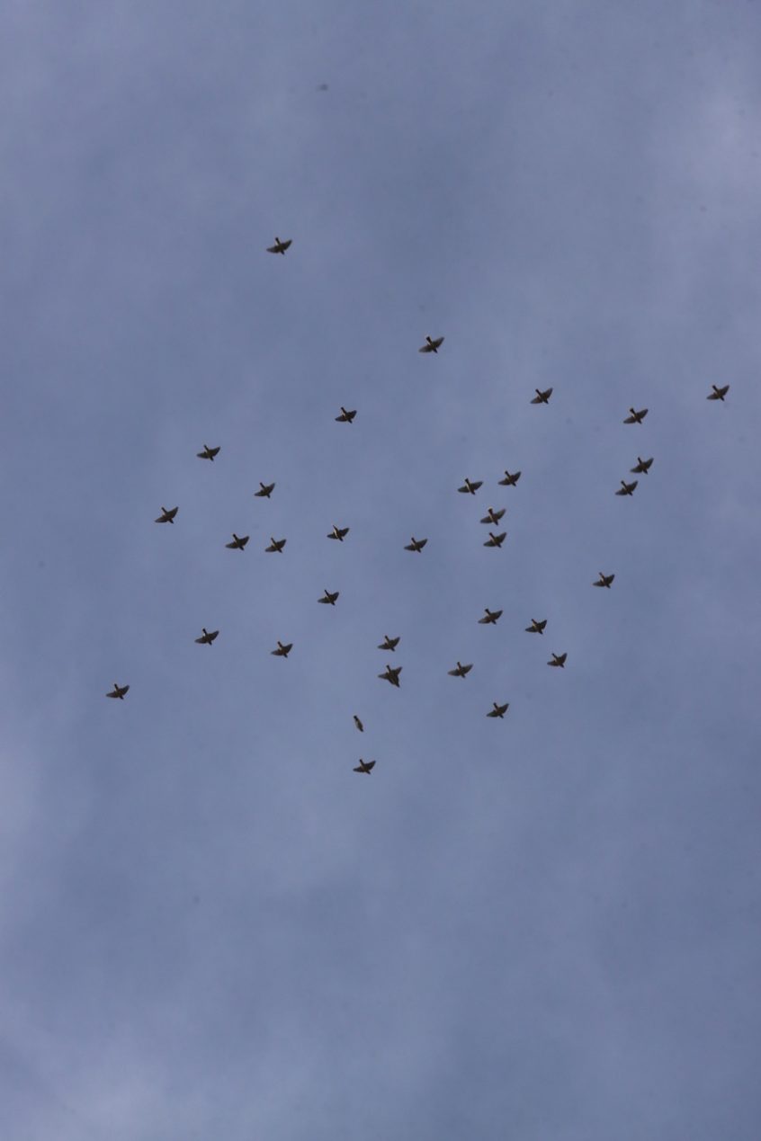Waxwings, Redhill (G Hay).