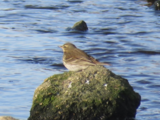 Water Pipit, Beddington Farmlands (I Jones).