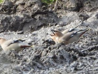 Waxwings, Leatherhead (J Snell).