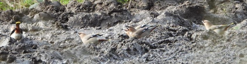 Waxwings, Leatherhead (J Snell).