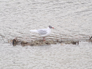 Mediterranean Gull, Beddington Farmlands (I Jones).
