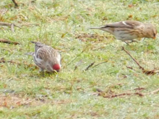 Mealy Redpoll, Farnham Heath RSPB (D Gosnell).