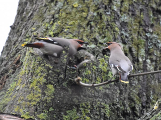 Waxwings, Leatherhead (L Boy).