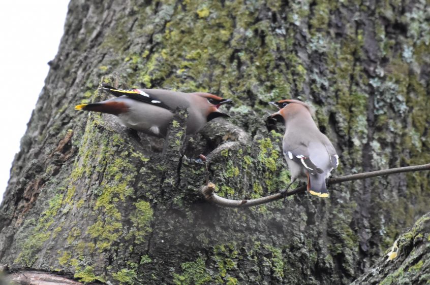 Waxwings, Leatherhead (L Boy).