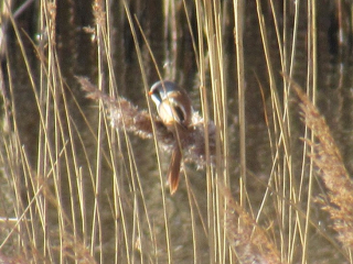 Bearded Tit, London Wetland Centre (J Reeves).