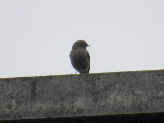 Black Redstart, Tate Modern (J Reeves).