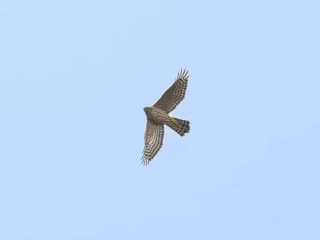 Goshawk, Effingham Forest (K Wilson).