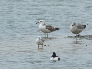 Caspian Gull, Beddington Farmlands (P Alfrey).
