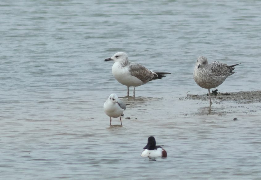 Caspian Gull, Beddington Farmlands (P Alfrey).