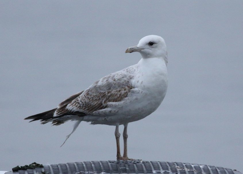 Caspian Gull, Island Barn Reservoir (D Harris).