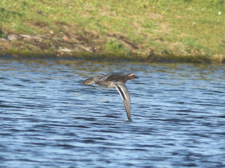 Garganey, Island Barn Reservoir (D Harris).