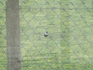 Ring Ouzel, Jacobs Well (C Kettell).