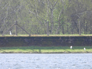 Cattle Egrets, Island Barn Reservoir (J Snell).