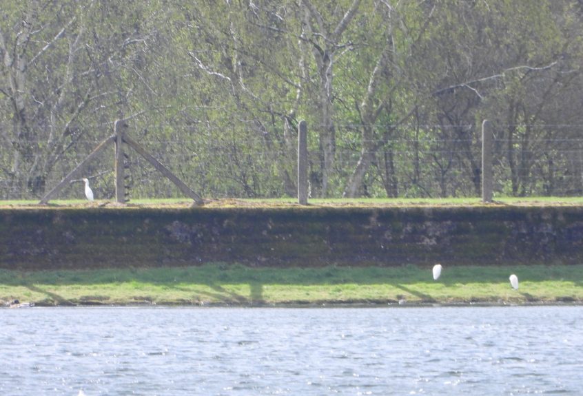 Cattle Egrets, Island Barn Reservoir (J Snell).