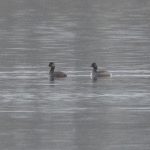 Black-necked Grebes, Frensham Great Pond (E Stubbs).