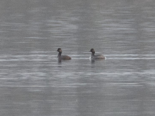 Black-necked Grebes, Frensham Great Pond (E Stubbs).
