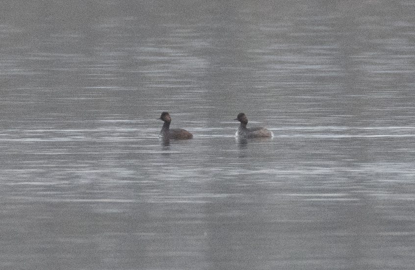 Black-necked Grebes, Frensham Great Pond (E Stubbs).