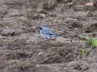 White Wagtail, Eashing Fields (E Stubbs).