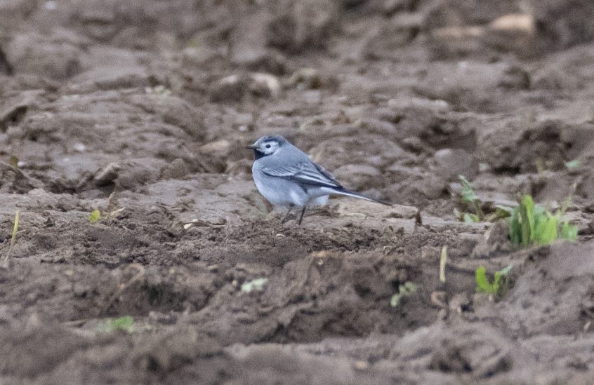 White Wagtail, Eashing Fields (E Stubbs).