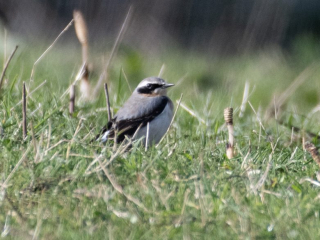 Wheatear, Hurtmore (E Stubbs).