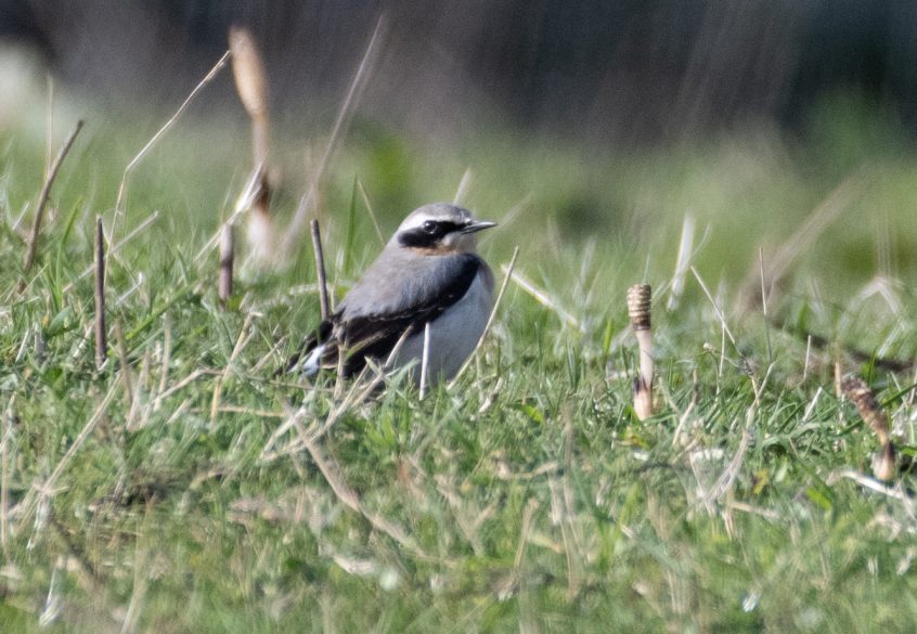 Wheatear, Hurtmore (E Stubbs).