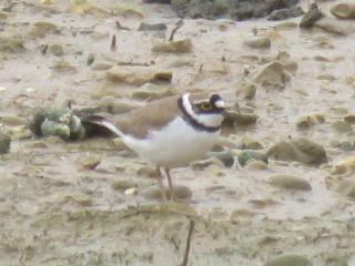 Little Ringed Plover, Beddington Farmlands (I Jones).