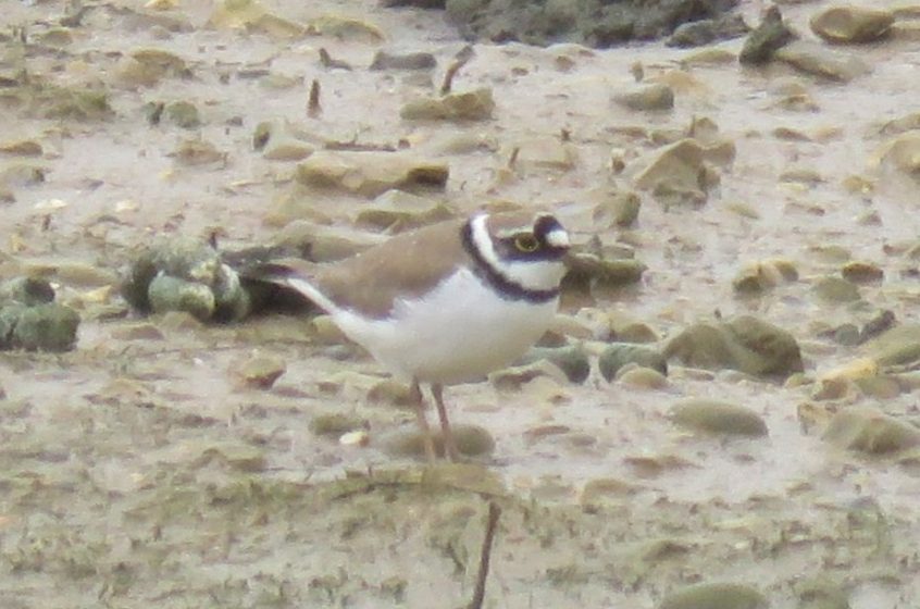 Little Ringed Plover, Beddington Farmlands (I Jones).