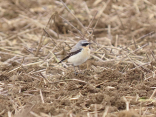 Wheatear, Burgh Heath (I Ward).